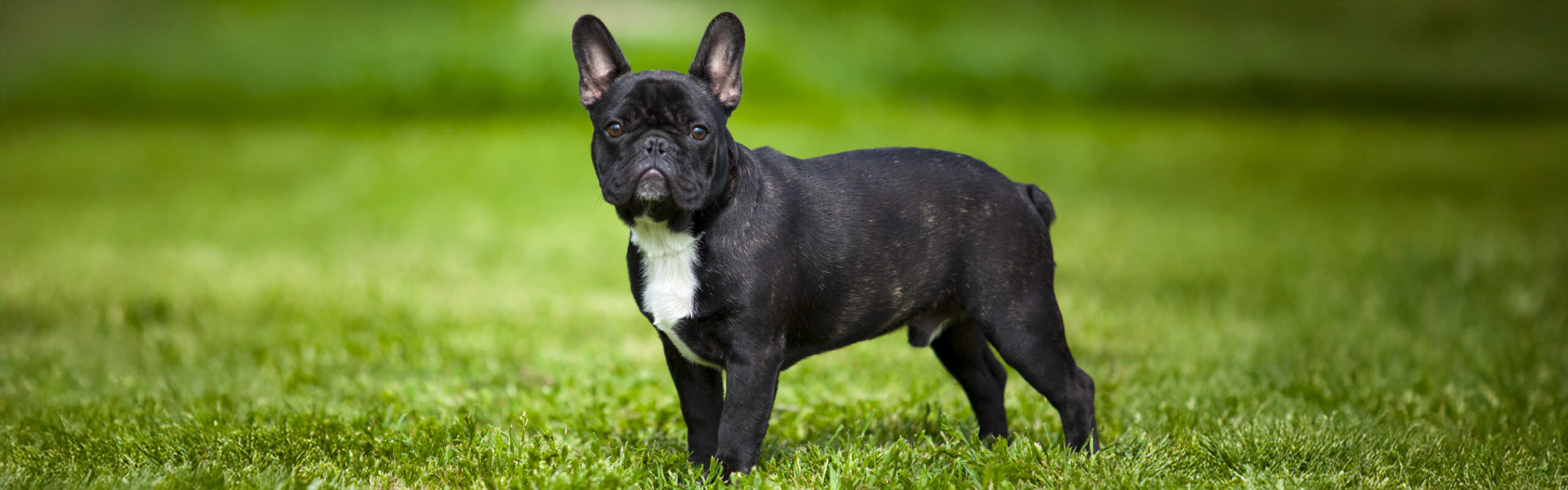 Franse bulldog RashondenWijzer