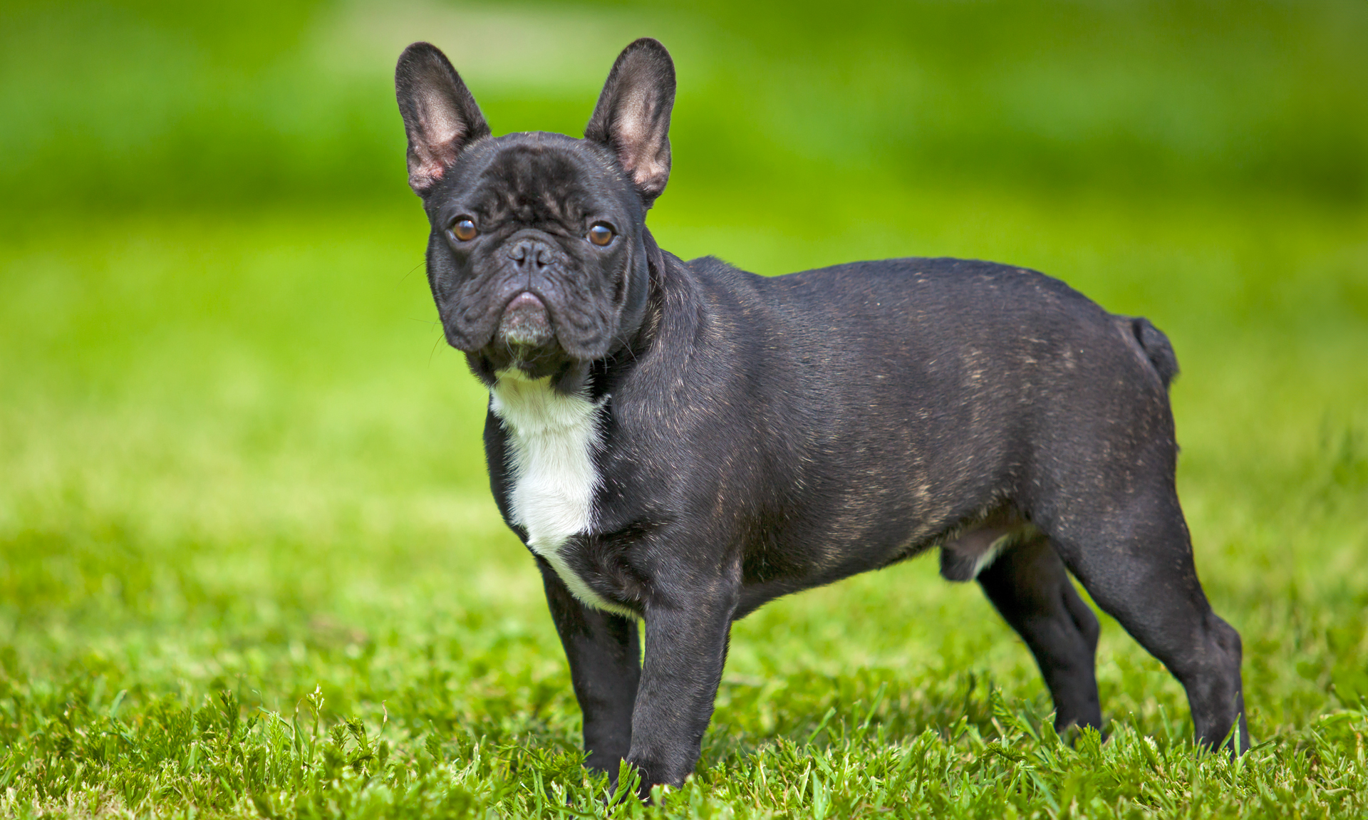 Foto van Franse bulldog