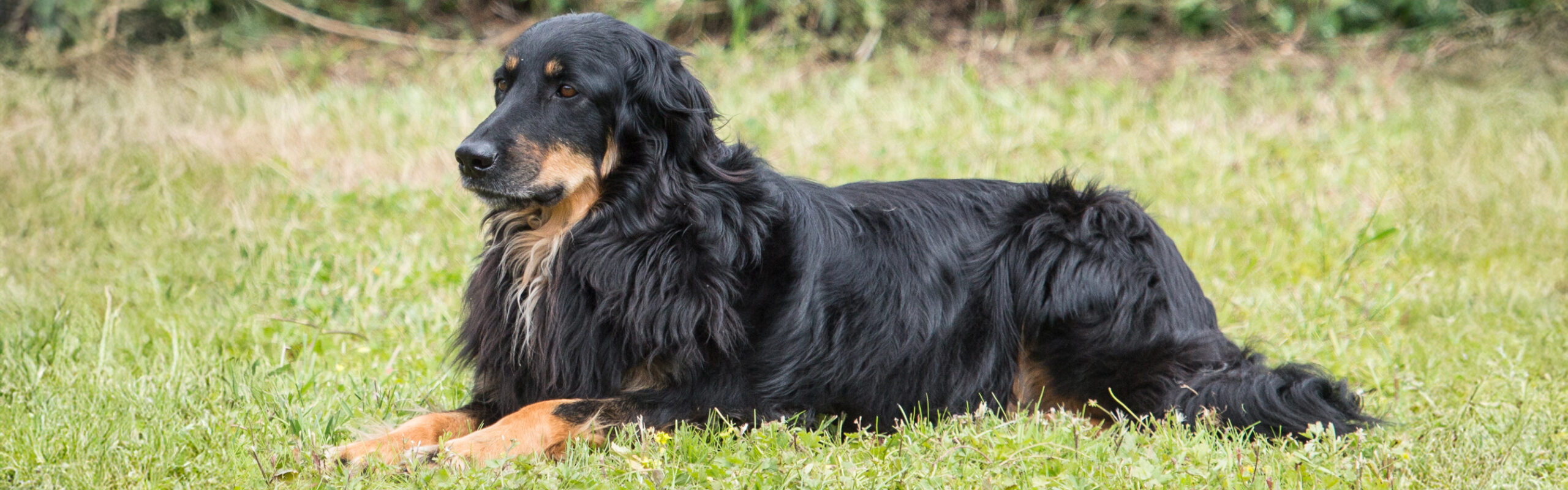 Hovawart RashondenWijzer