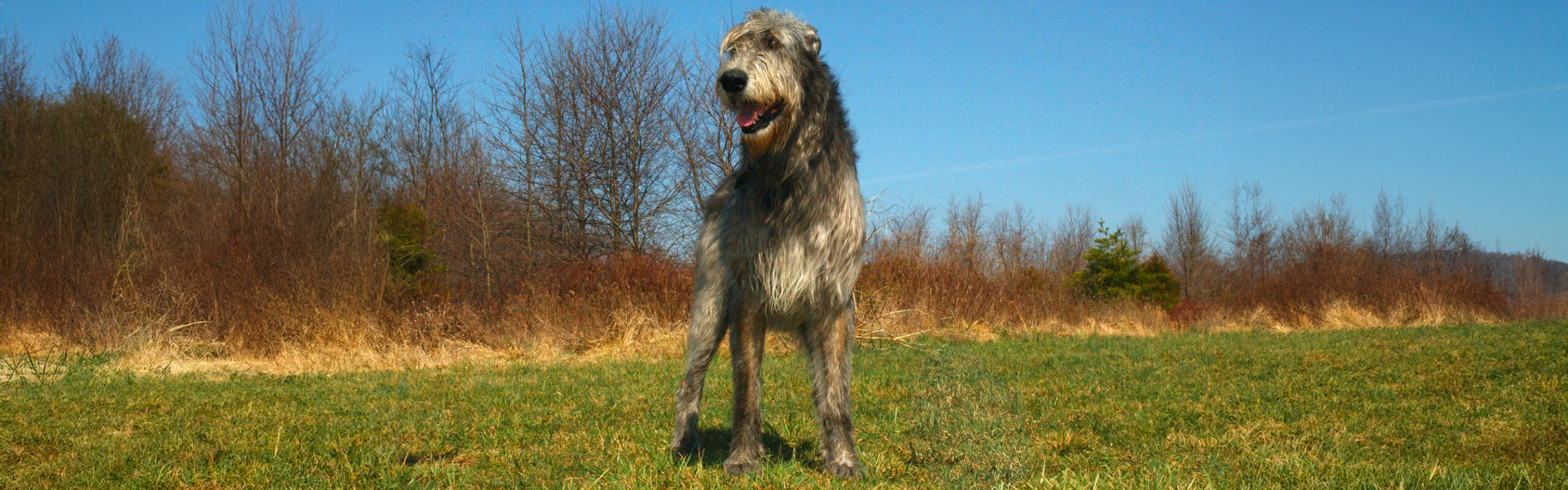 Ierse wolfshond RashondenWijzer