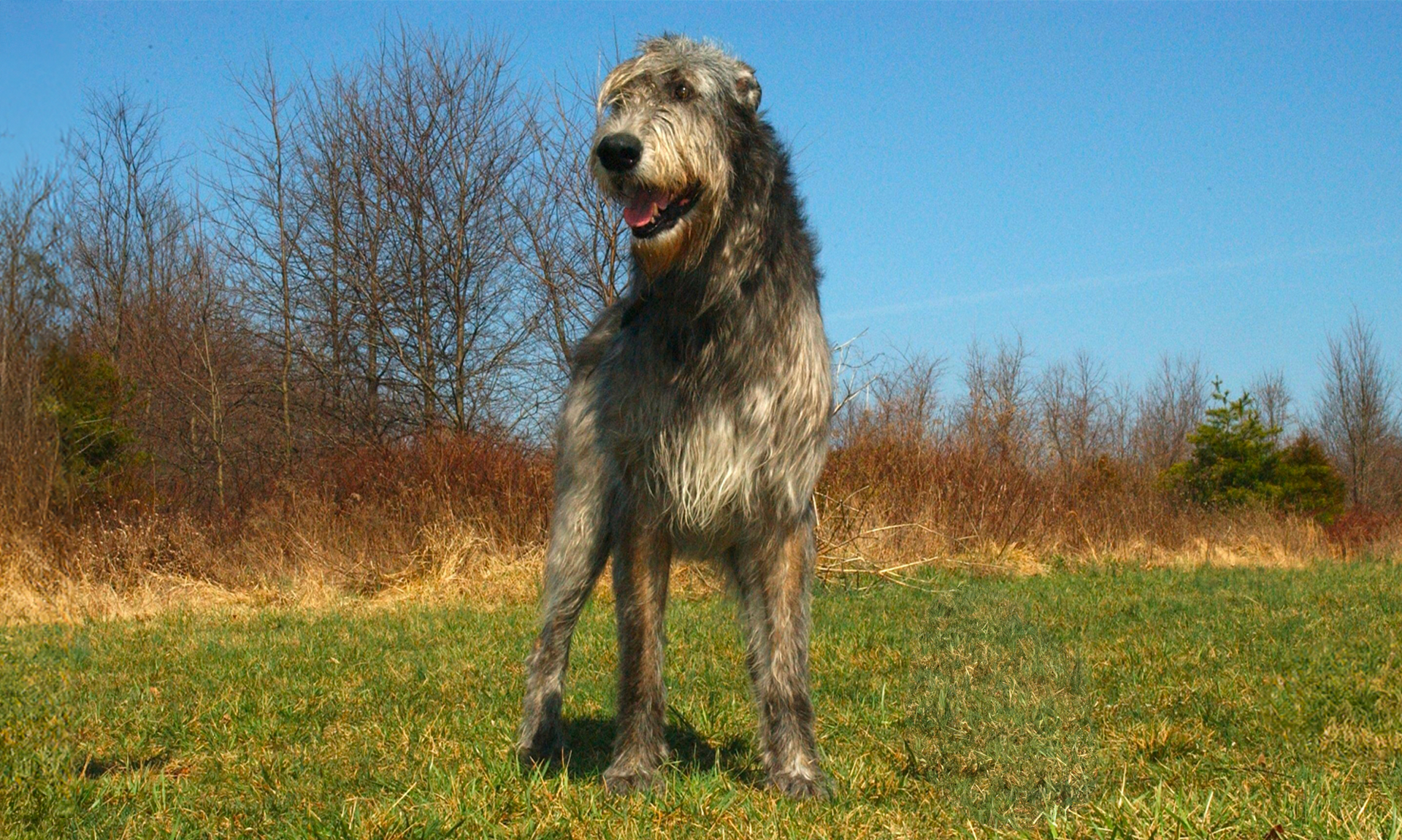 Foto van Ierse wolfshond