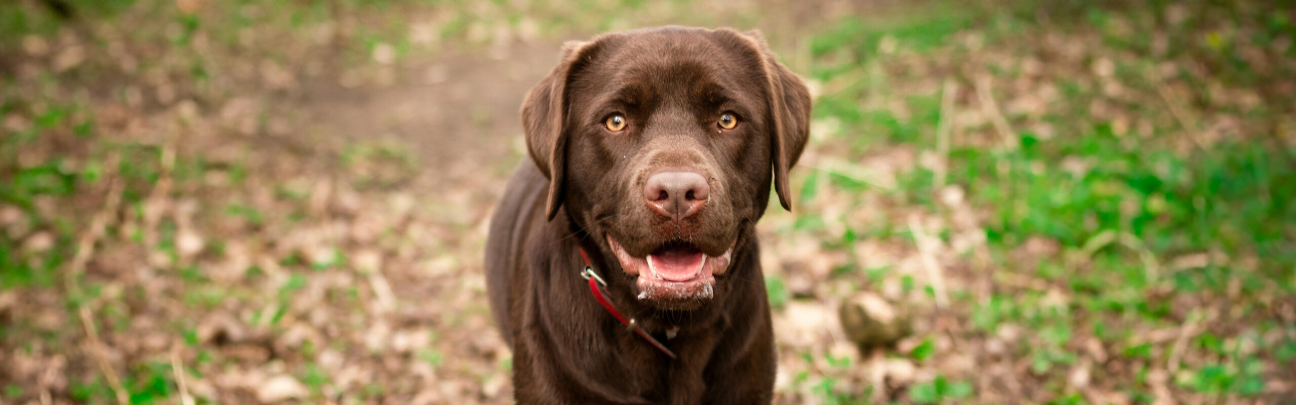Labrador retriever RashondenWijzer