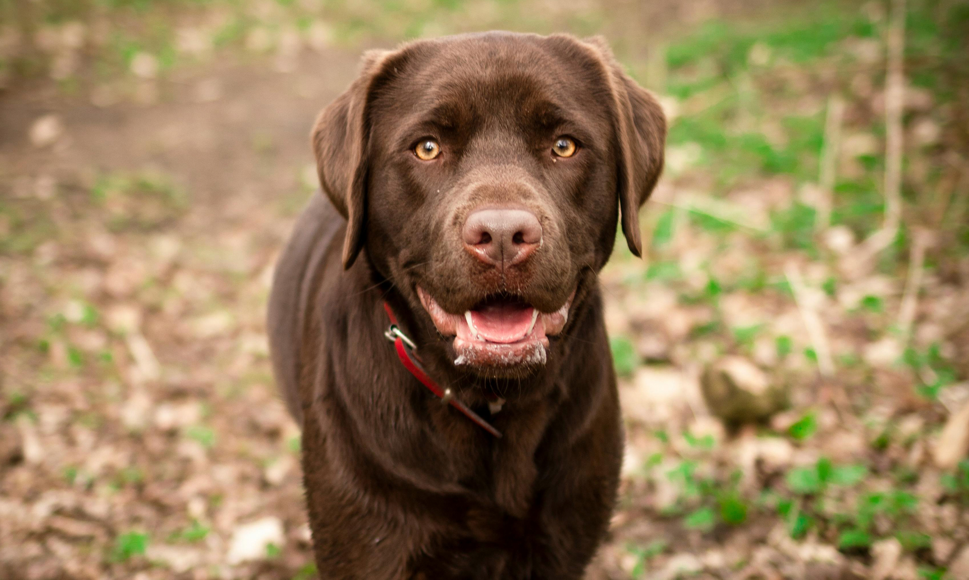 Foto van Labrador retriever