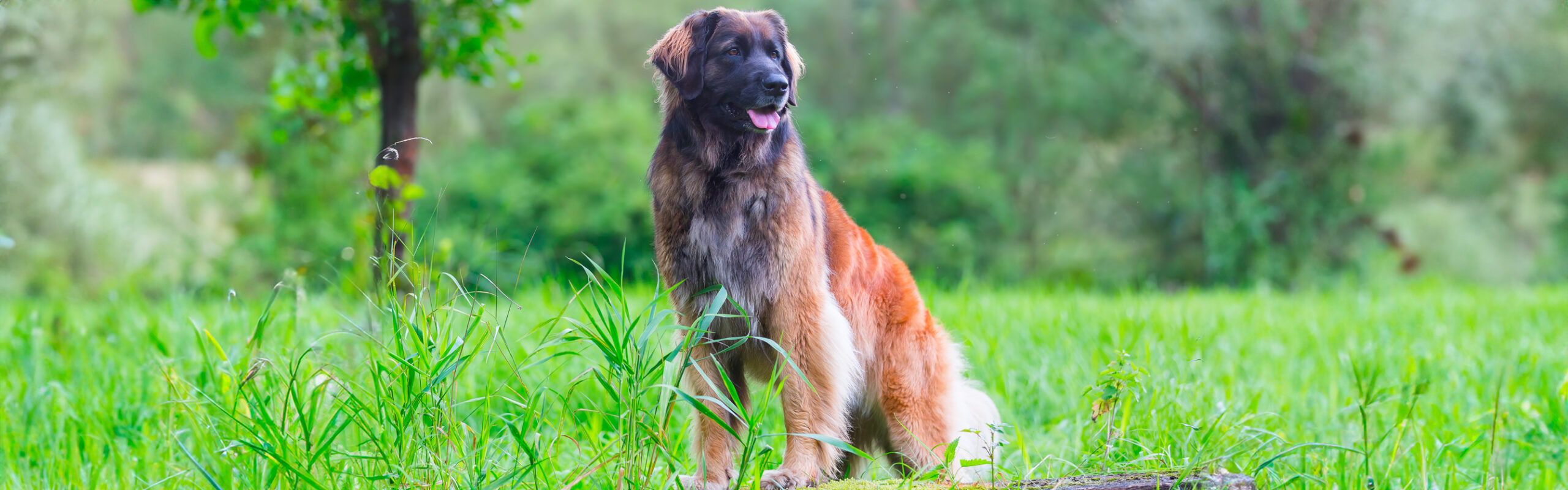 Leonberger RashondenWijzer