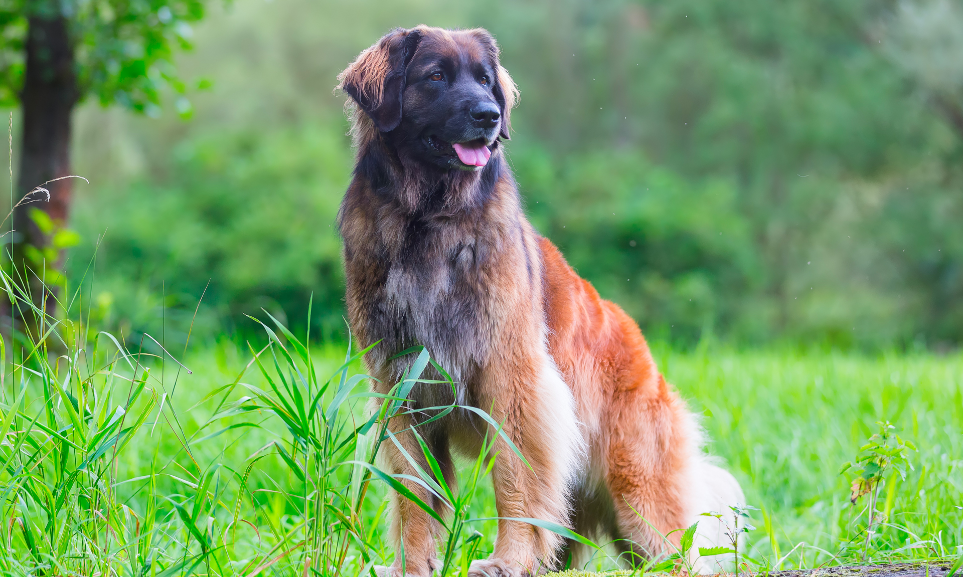 Leonberger RashondenWijzer