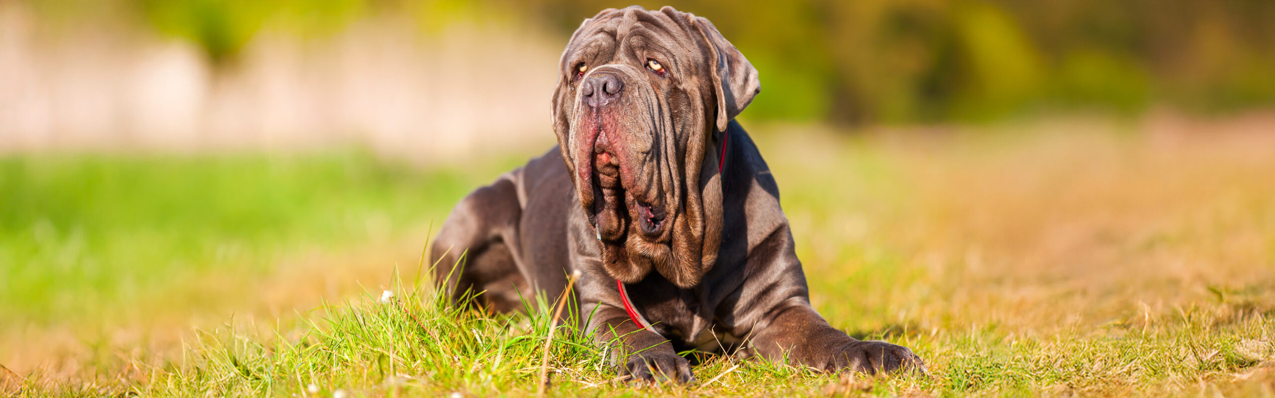 Mastino napoletano RashondenWijzer