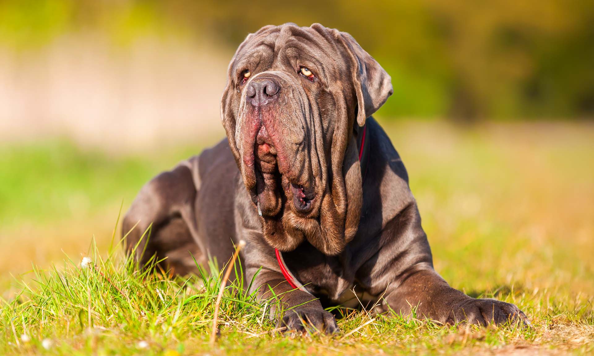 Mastino napoletano RashondenWijzer