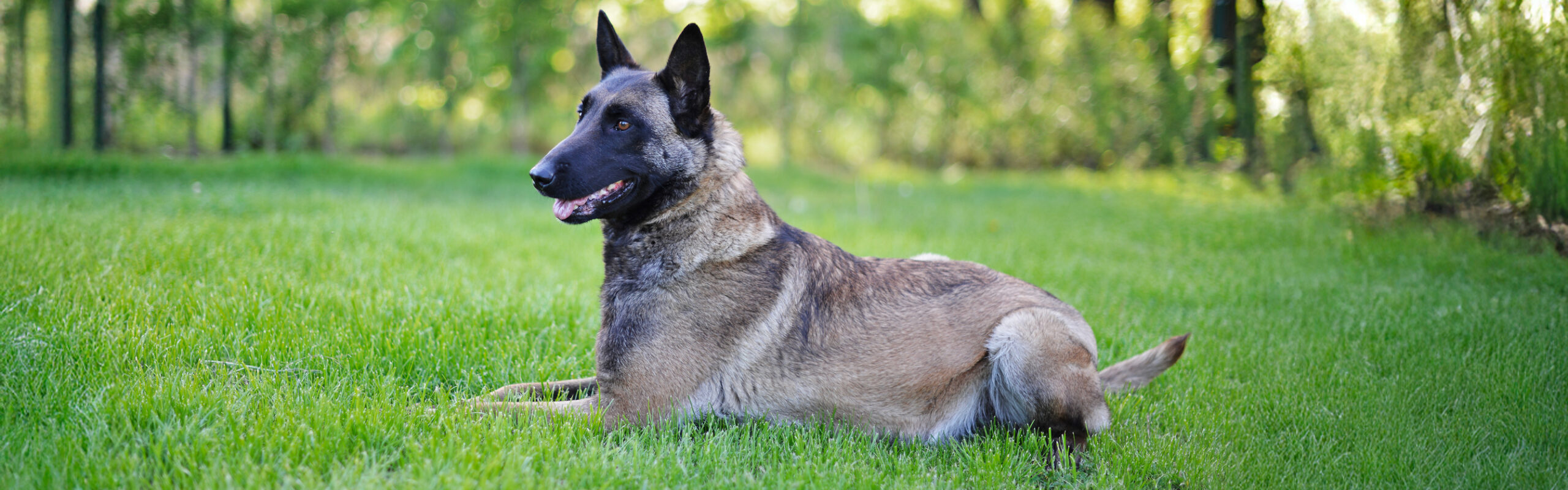 Mechelse herder RashondenWijzer