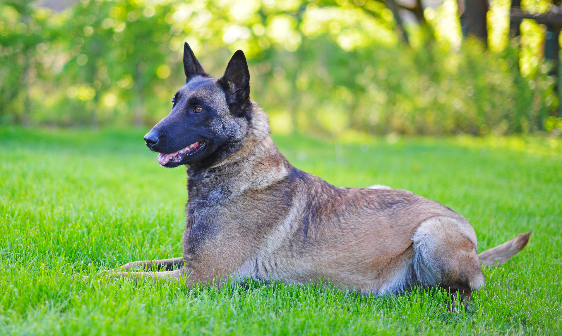 Mechelse herder RashondenWijzer