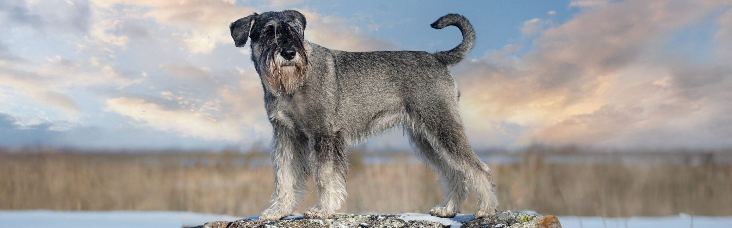 Middenslagschnauzer RashondenWijzer