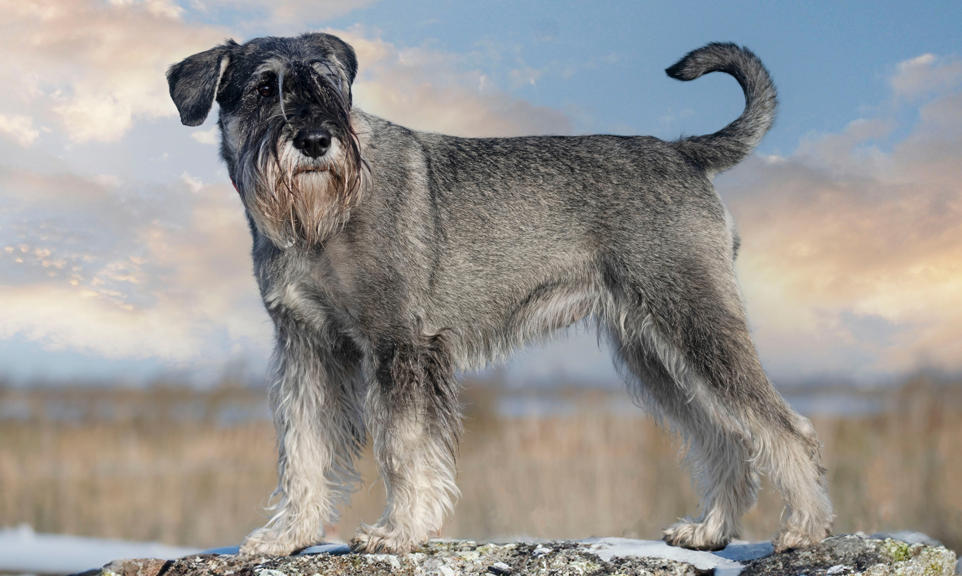 Foto van Middenslagschnauzer