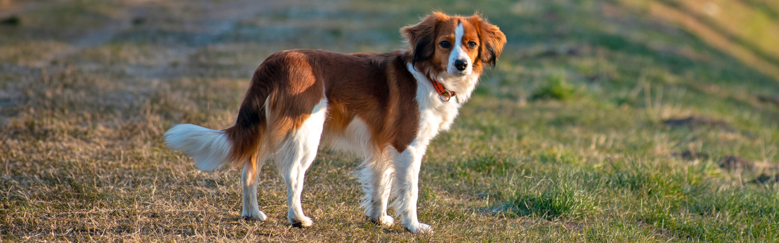 Nederlands kooikerhondje RashondenWijzer