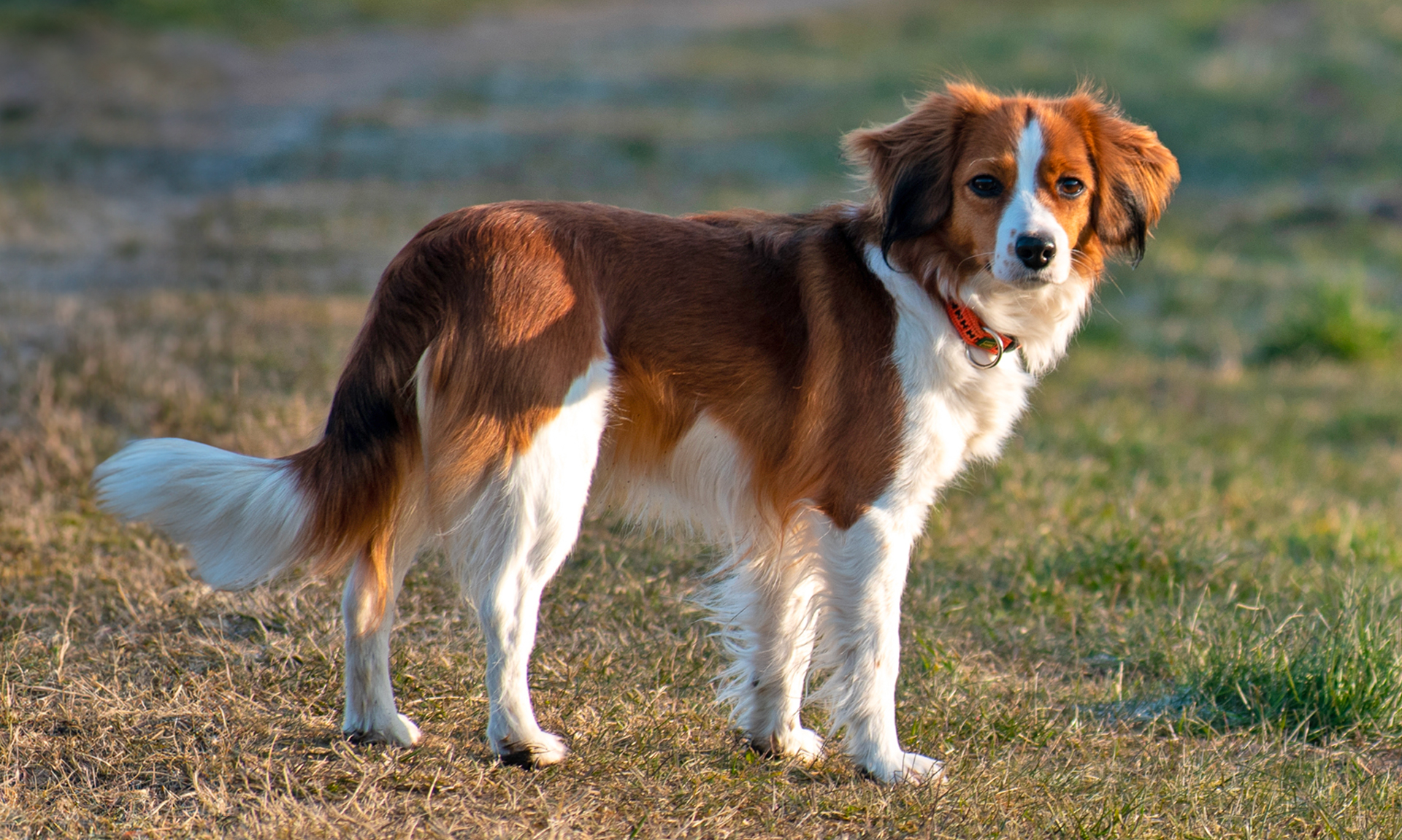 Nederlands kooikerhondje RashondenWijzer