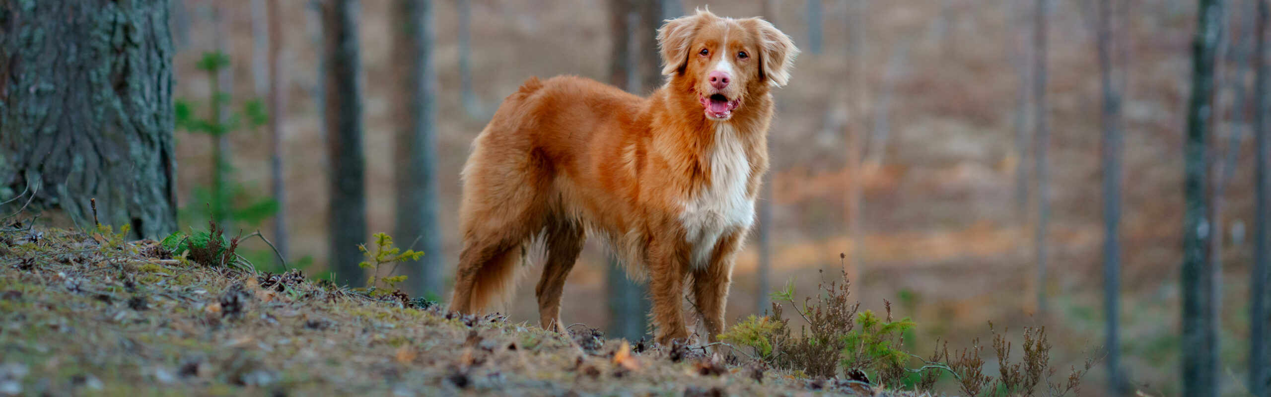 Nova Scotia duck tolling retriever, Toller RashondenWijzer