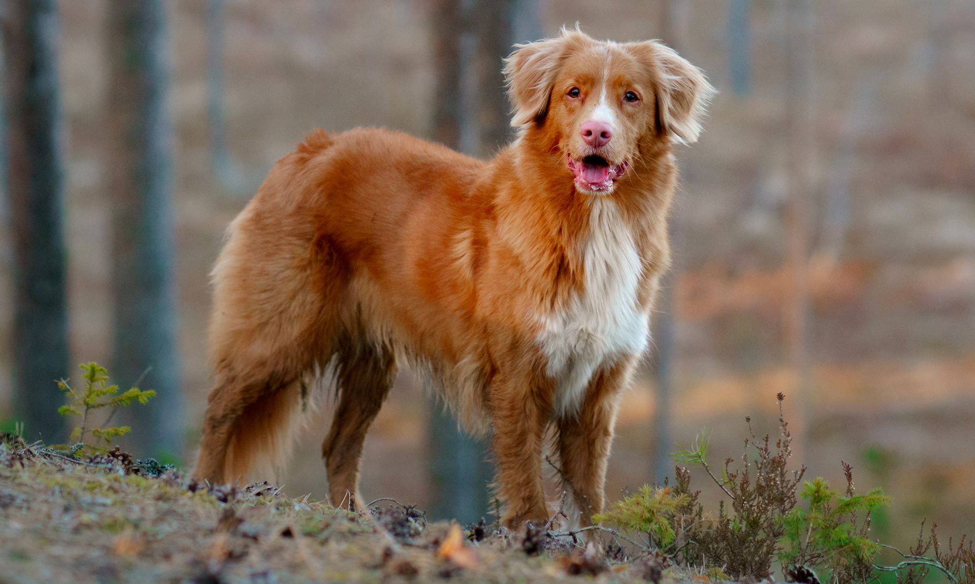 Foto van Nova Scotia duck tolling retriever / toller