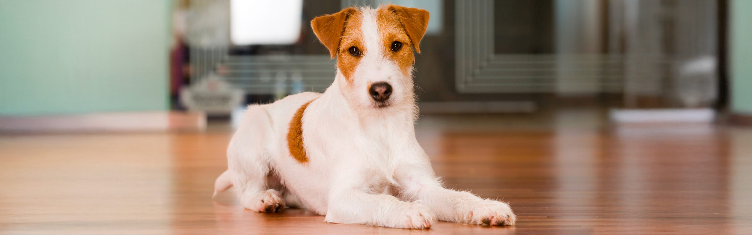 Parson russell terriër RashondenWijzer