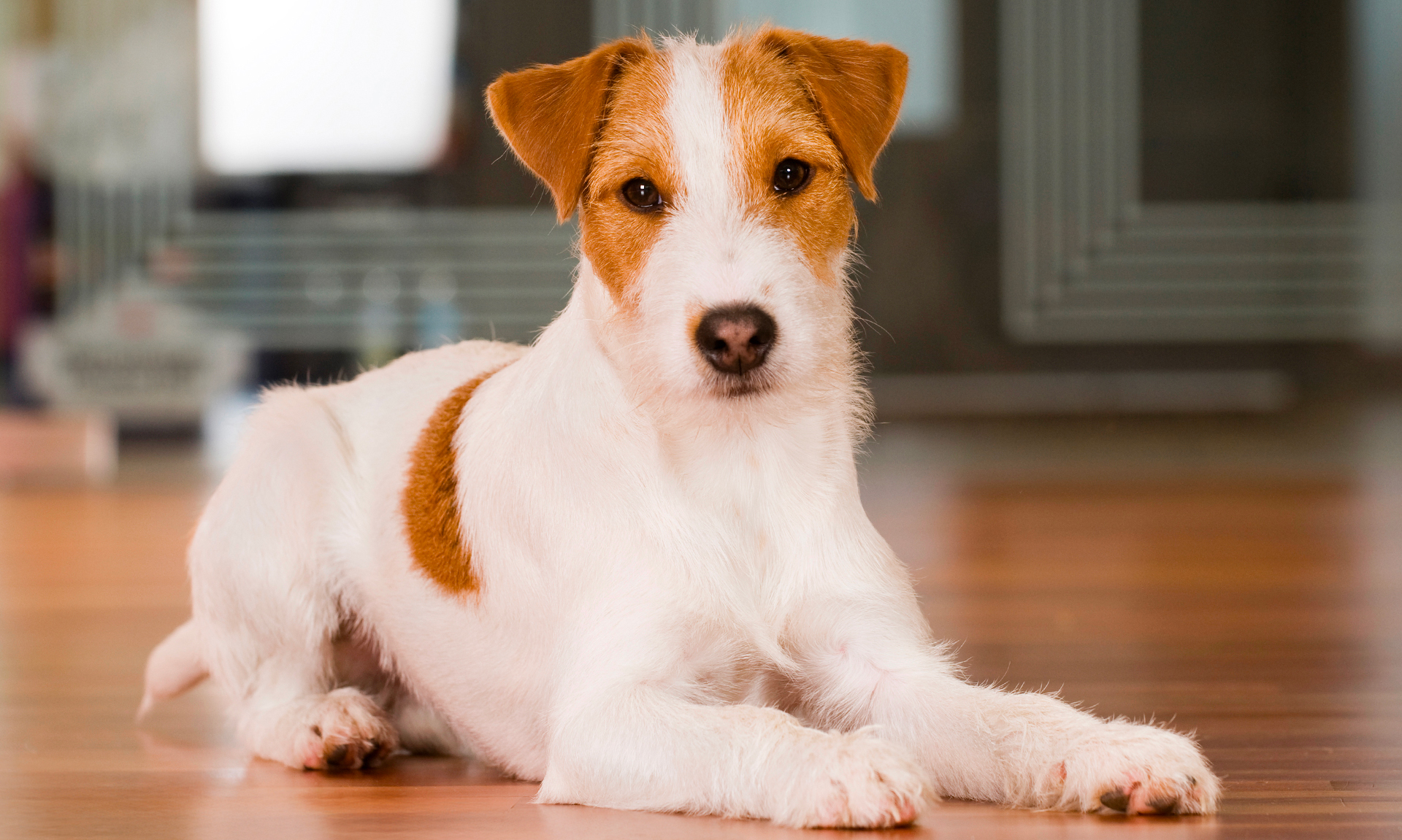 Foto van Parson russell terriër