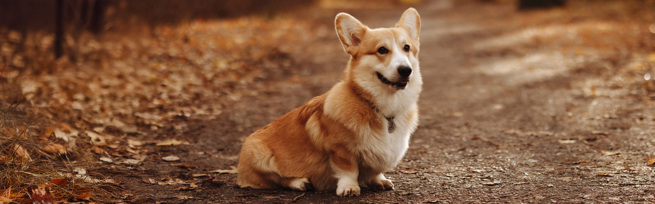 Welsh corgi Pembroke RashondenWijzer