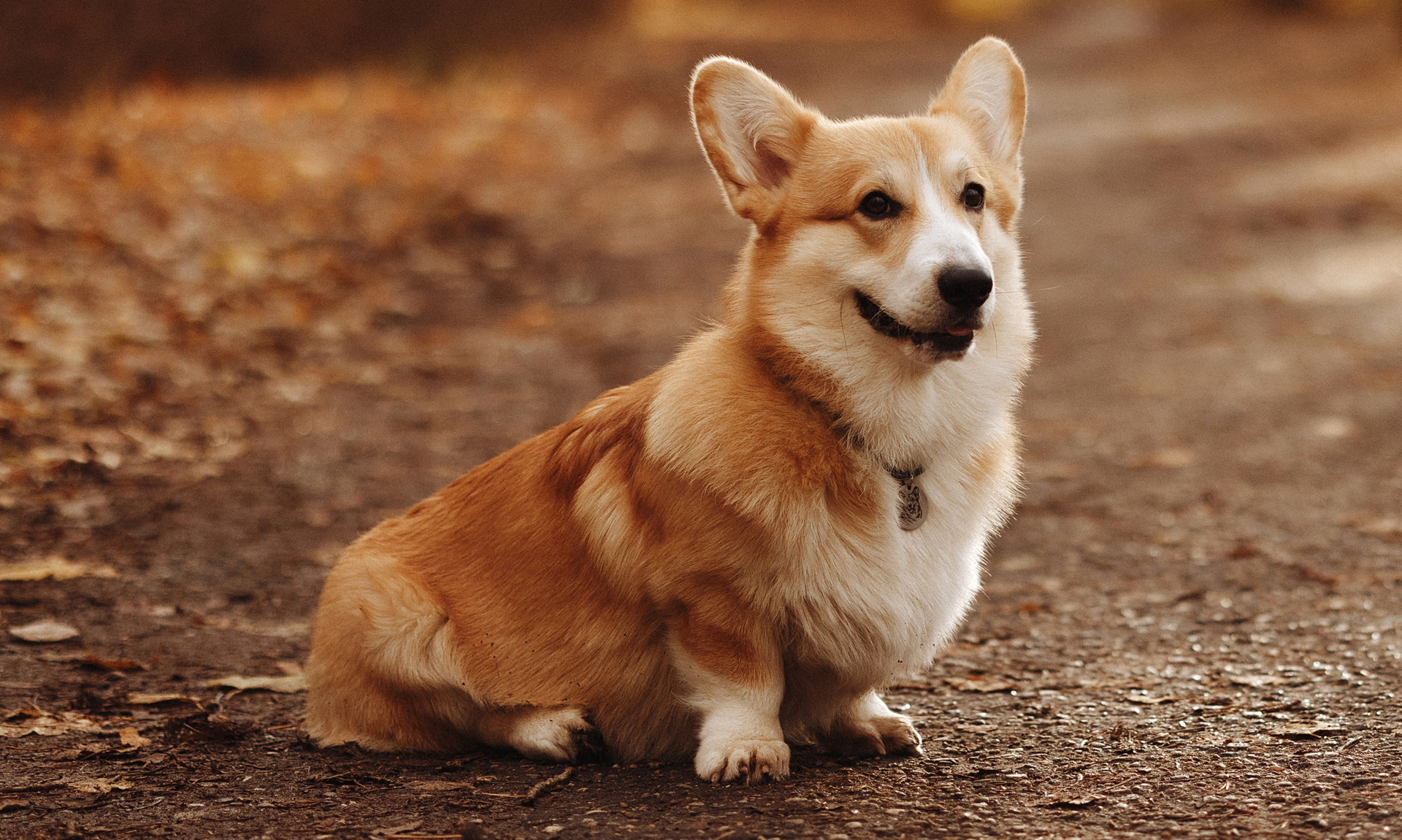 Foto van Welsh corgi Pembroke