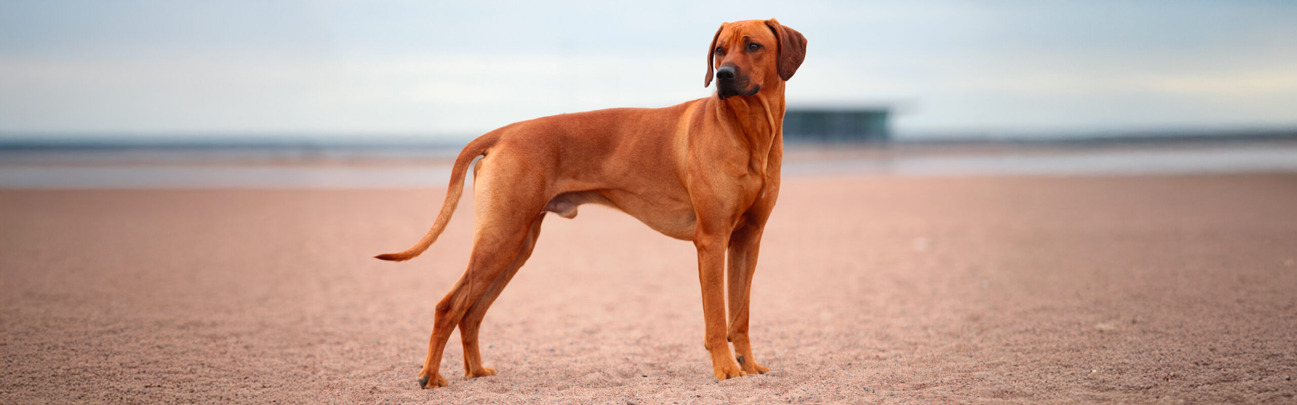 Rhodesian ridgeback RashondenWijzer