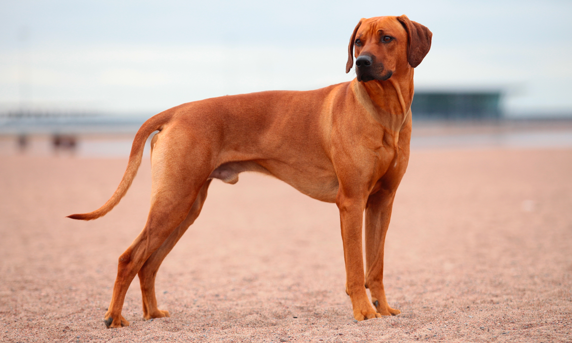 Foto van Rhodesian ridgeback