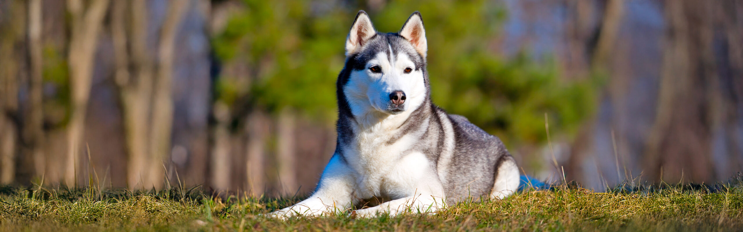Siberische husky RashondenWijzer