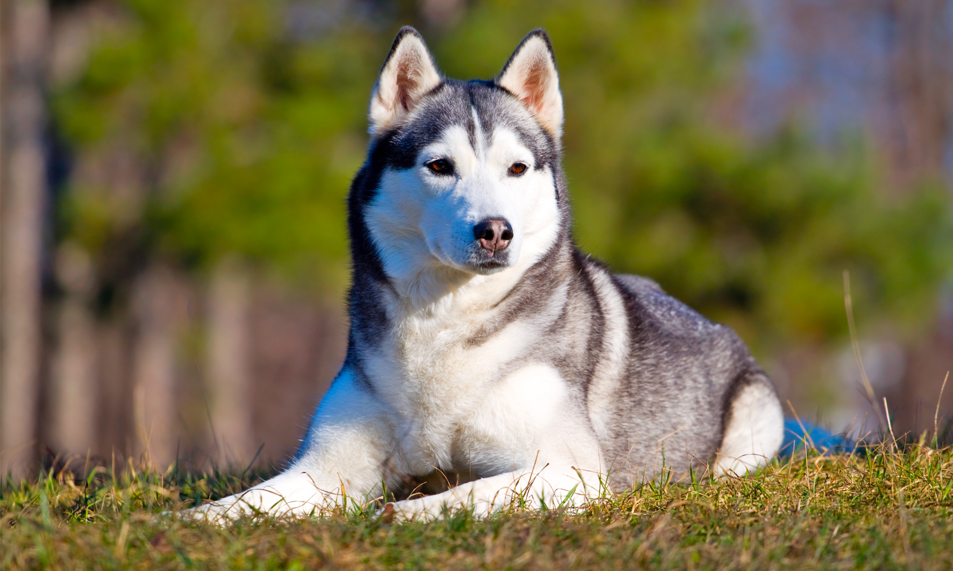 Foto van Siberische husky