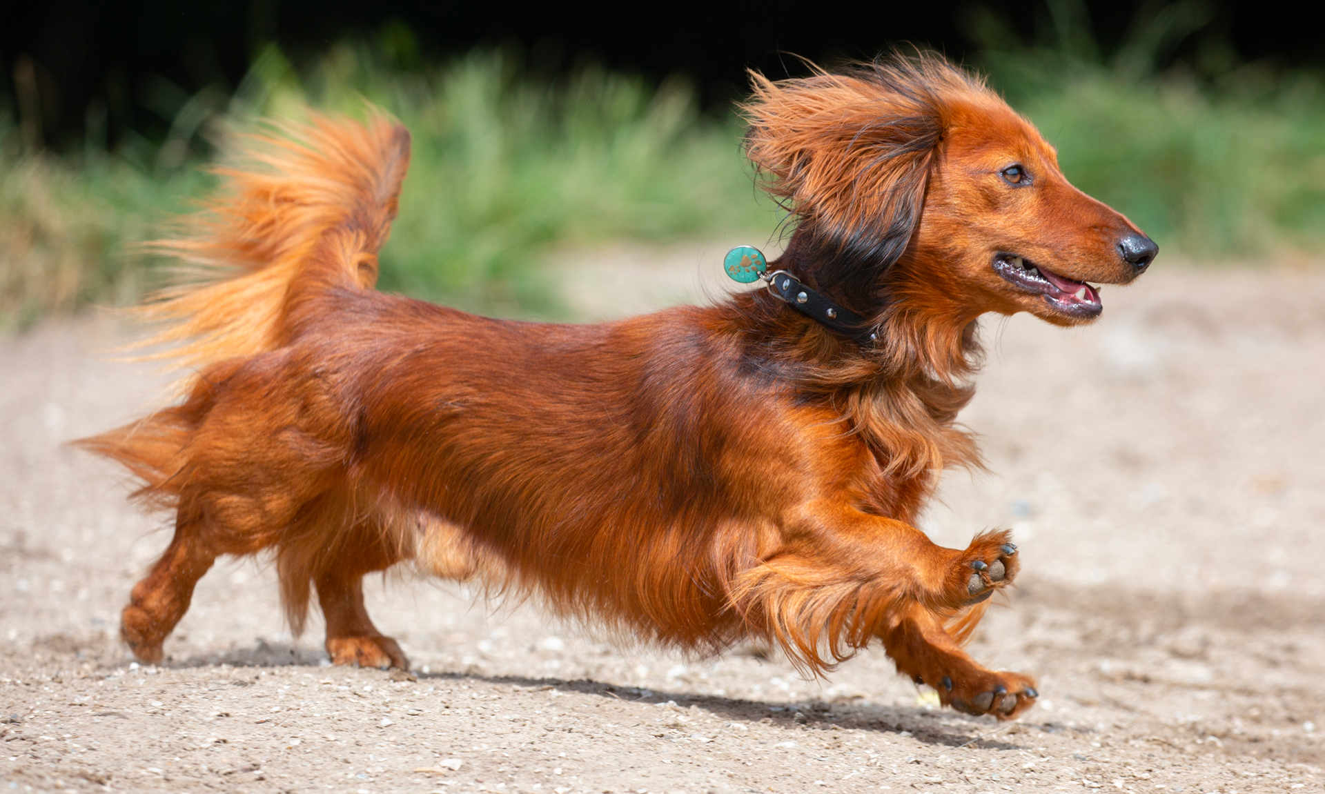 Foto van Teckel, langhaar