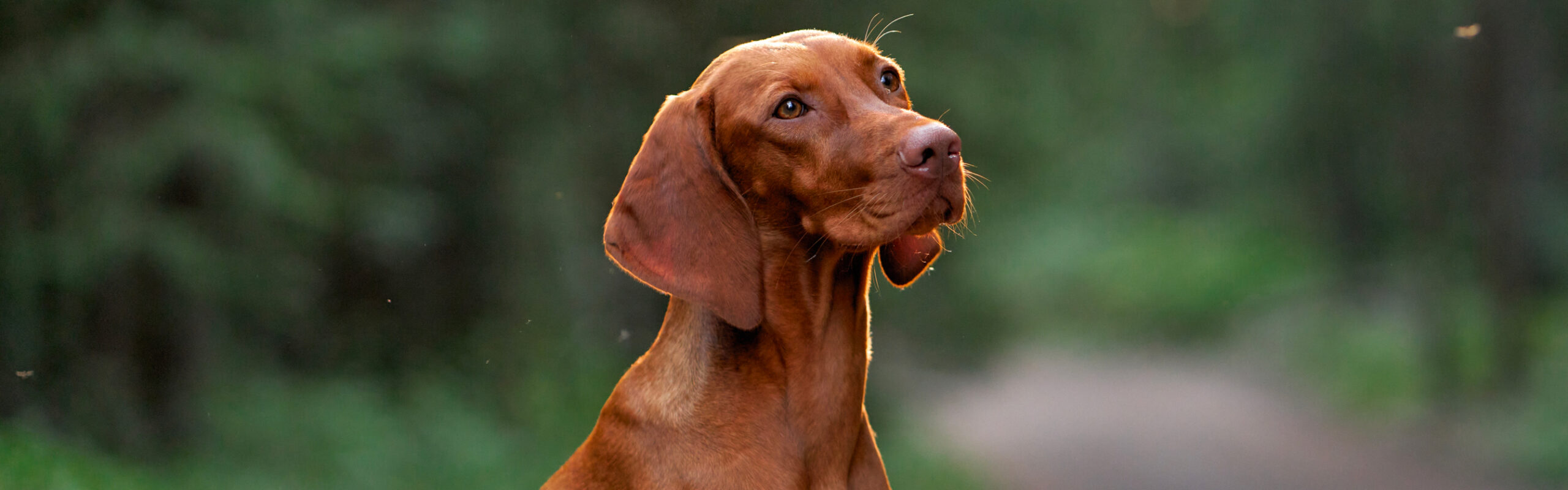 Vizsla RashondenWijzer