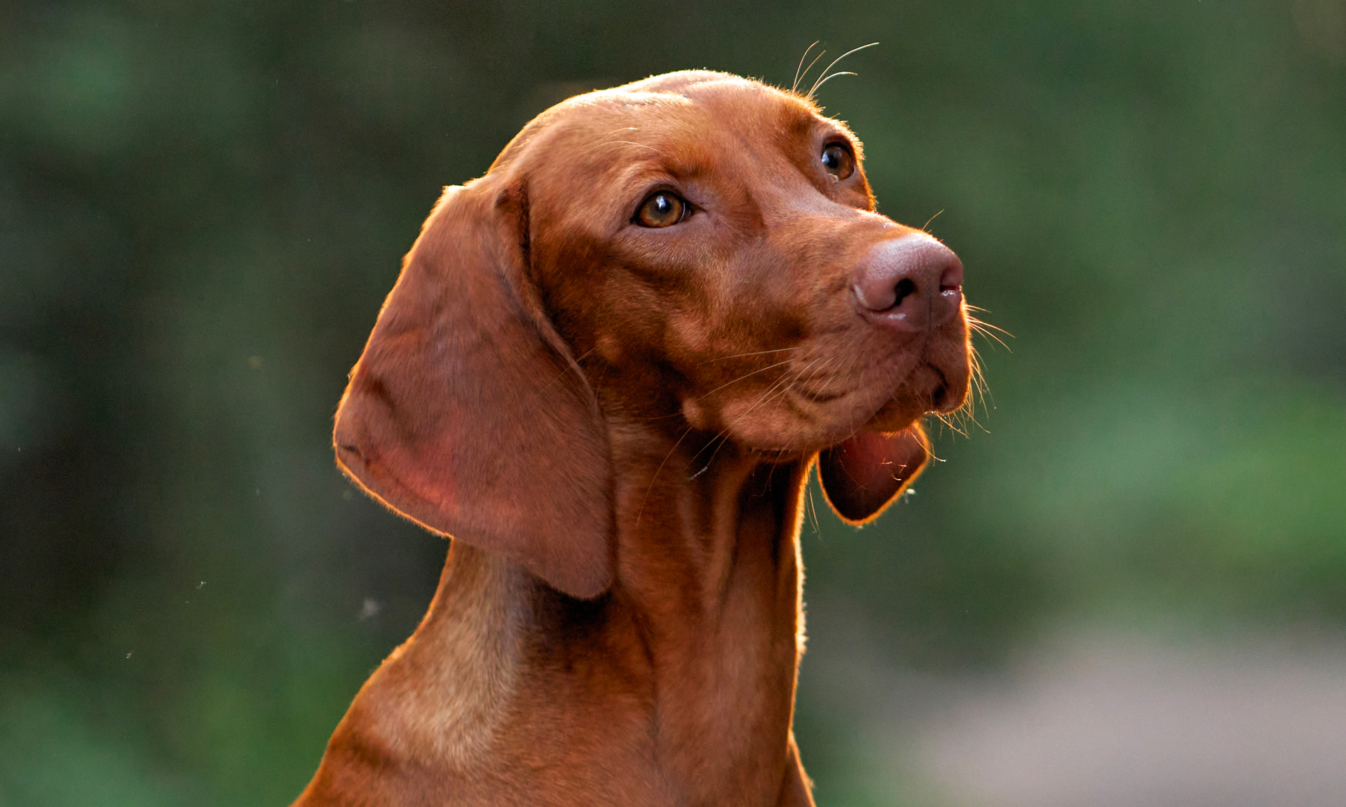 Vizsla RashondenWijzer