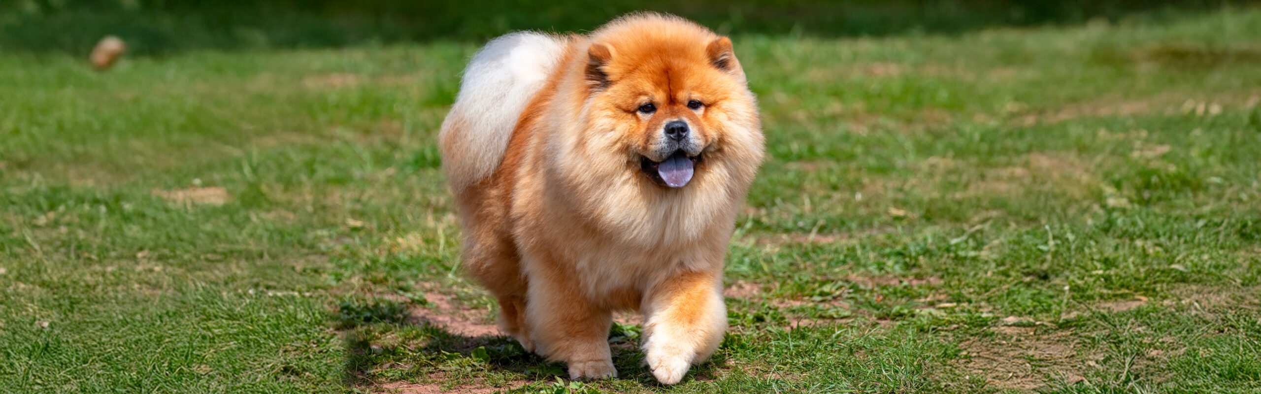 Chowchow RashondenWijzer