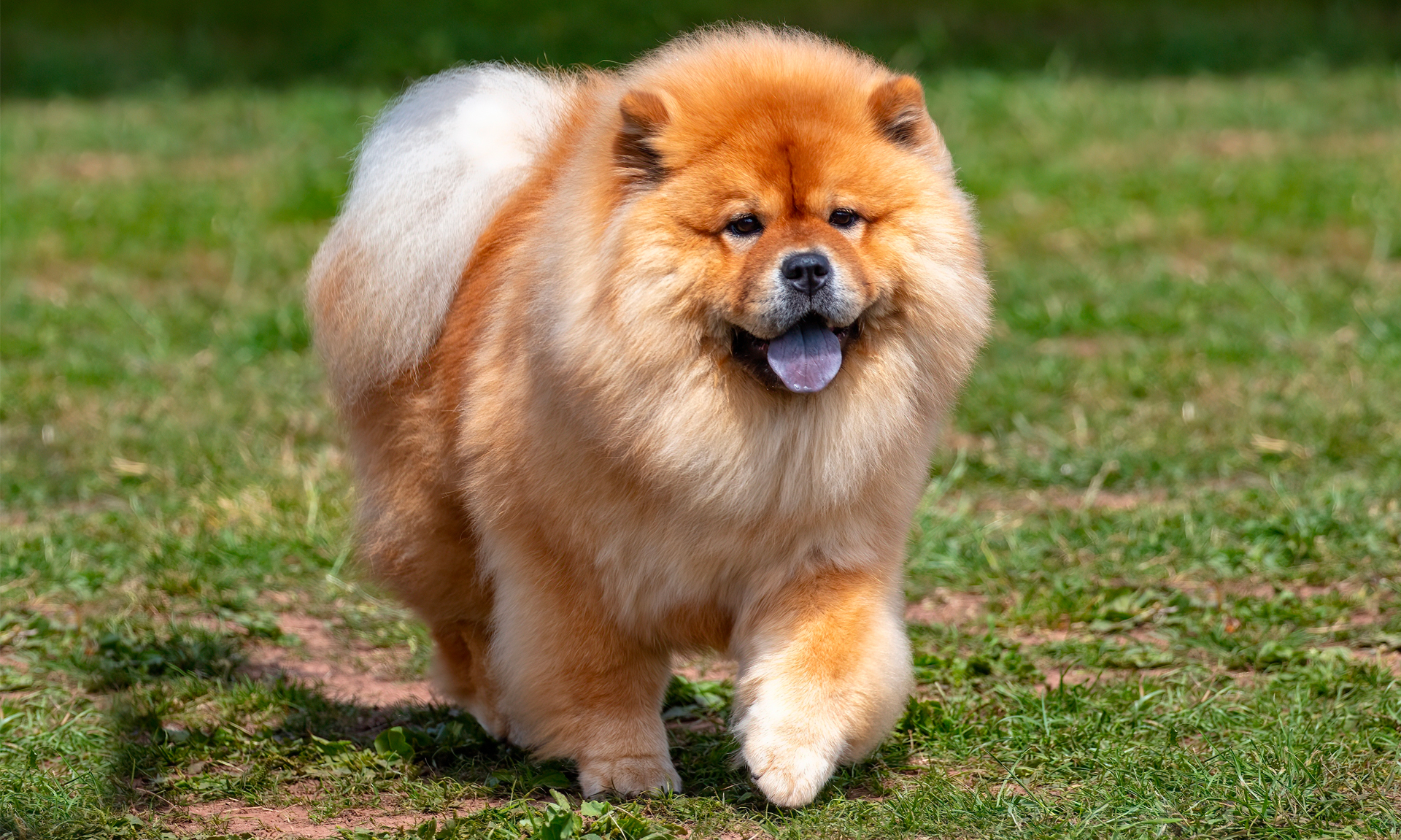 Foto van Chowchow