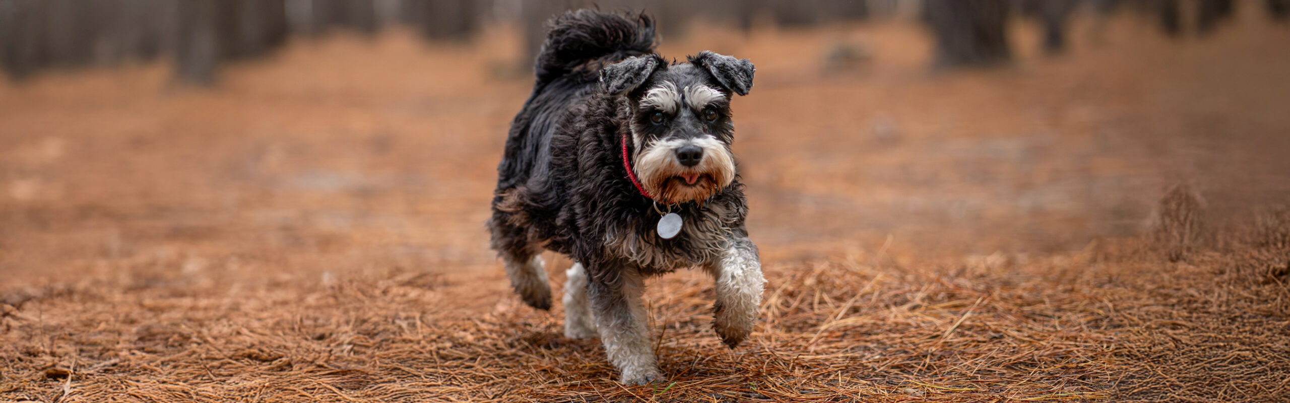 Dwergschnauzer RashondenWijzer