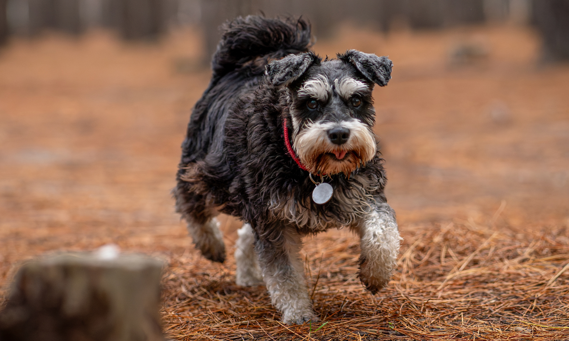 Foto van Dwergschnauzer