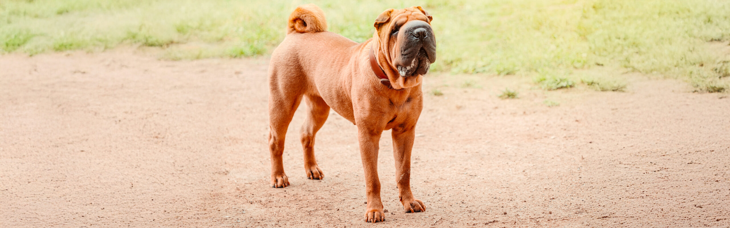 Sharpei RashondenWijzer