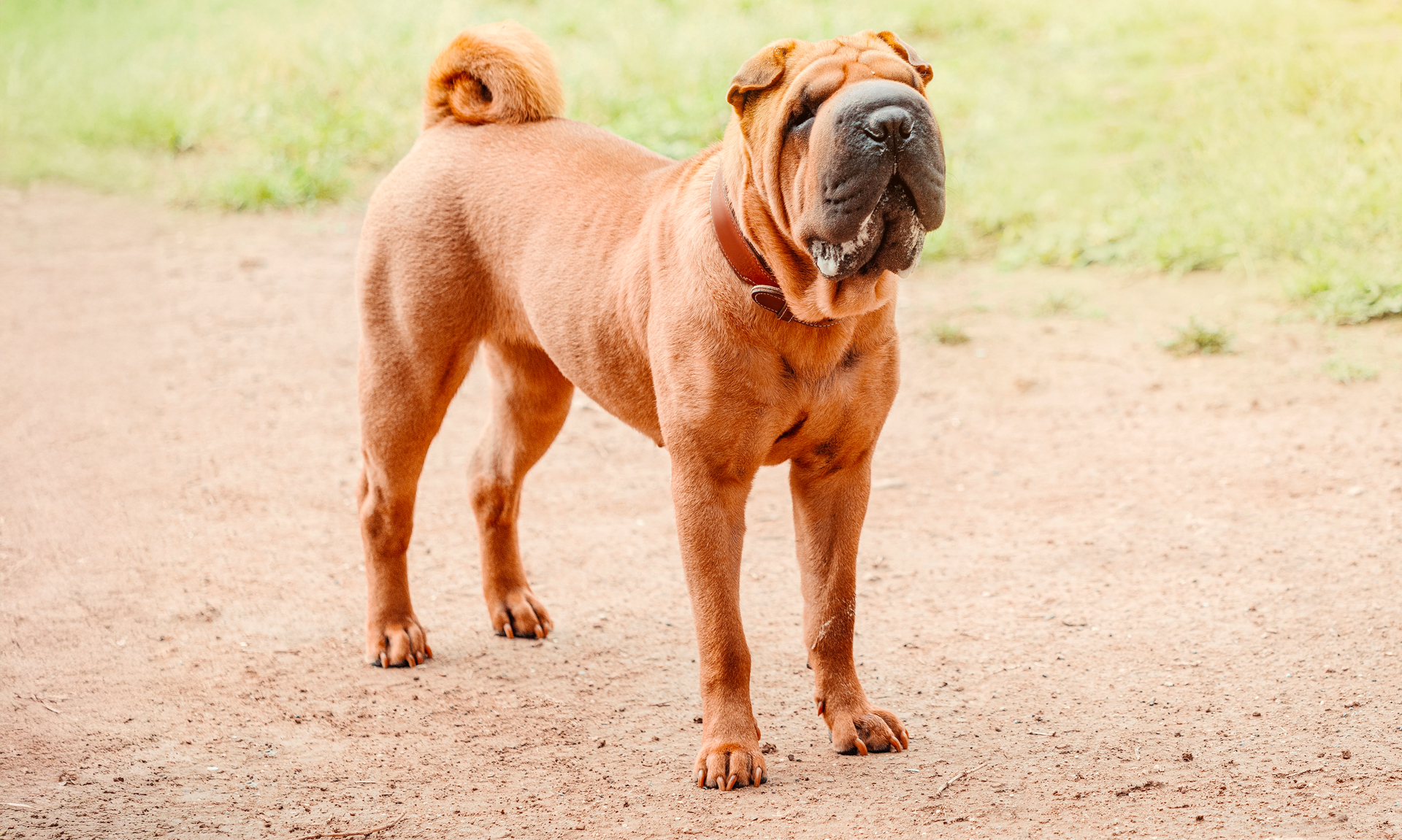 Sharpei RashondenWijzer