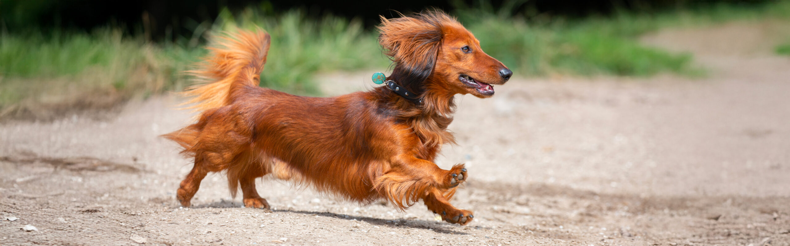 Teckel, langhaar RashondenWijzer