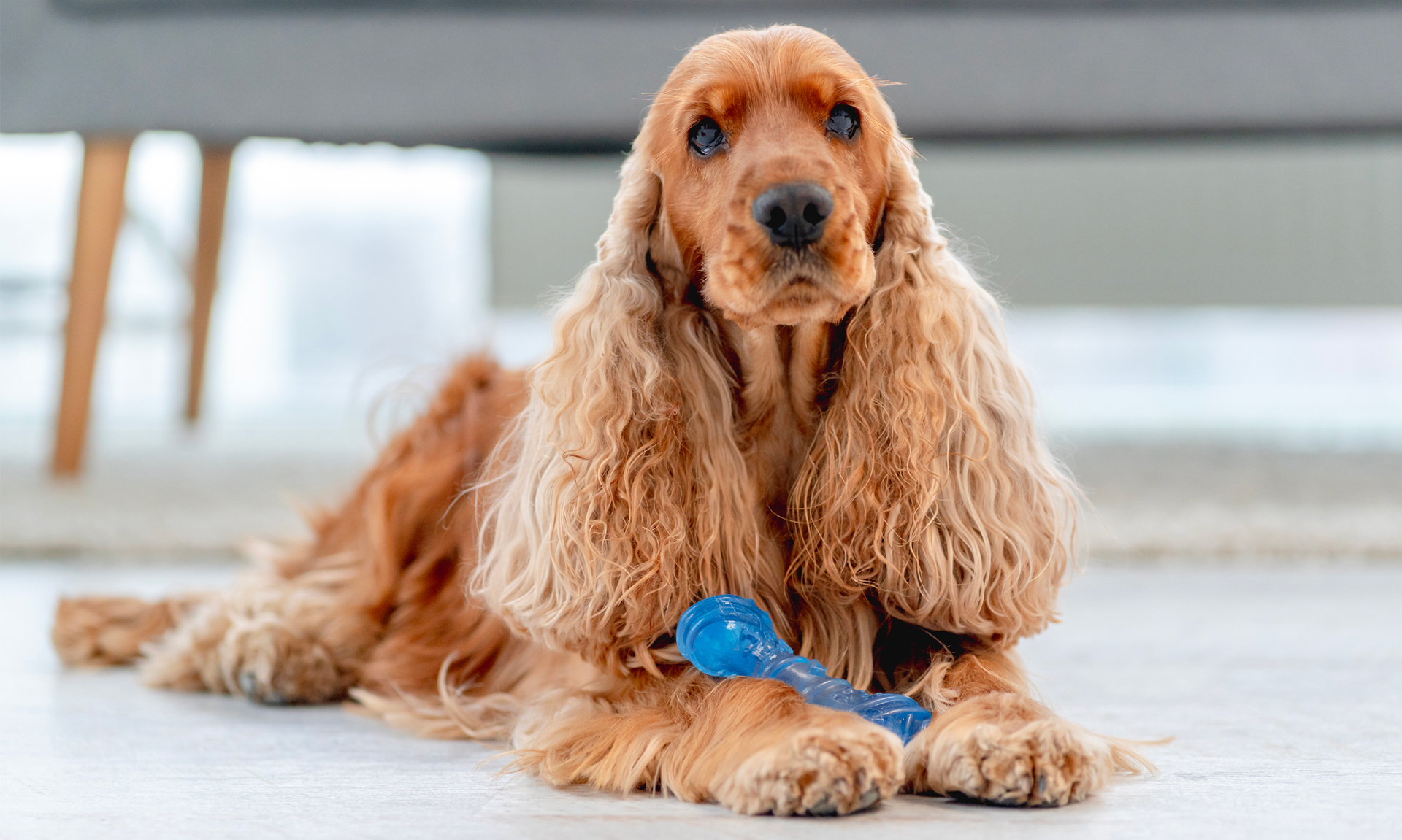 Foto van Engelse cocker spaniel