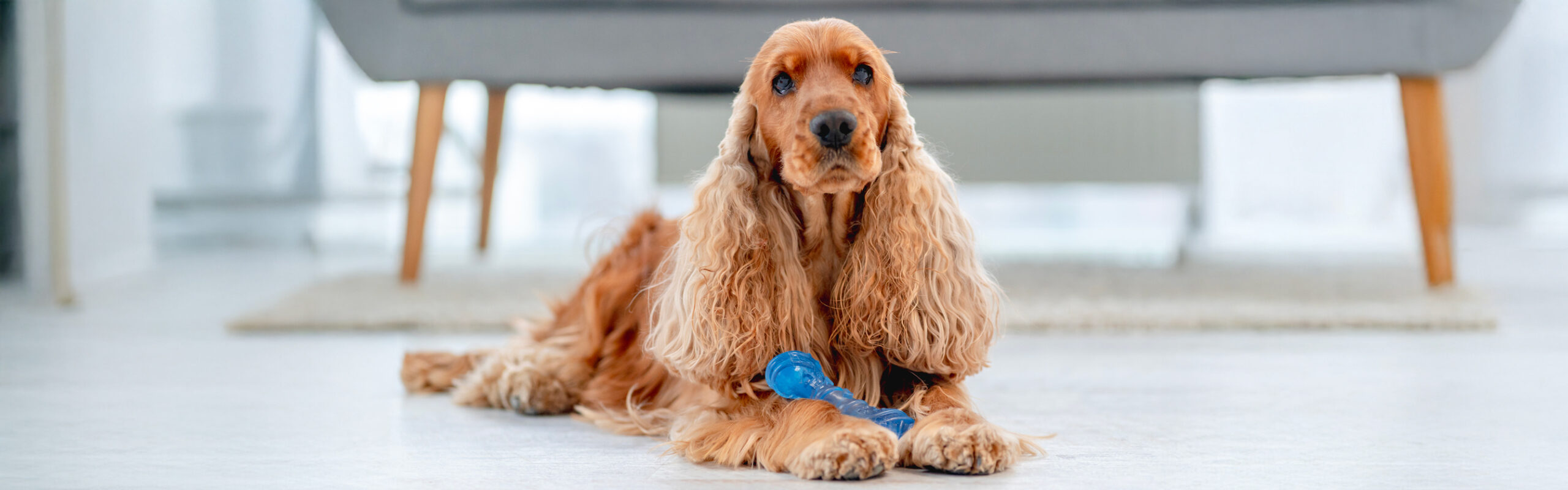 Engelse cocker spaniel RashondenWijzer
