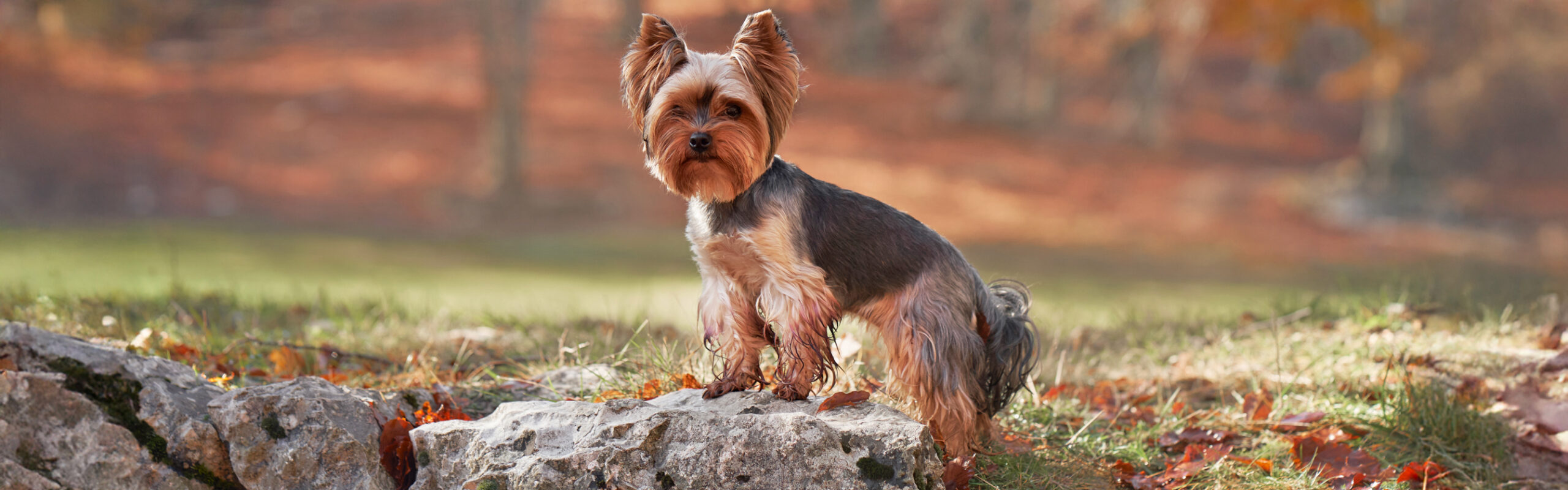 Yorkshireterriër RashondenWijzer
