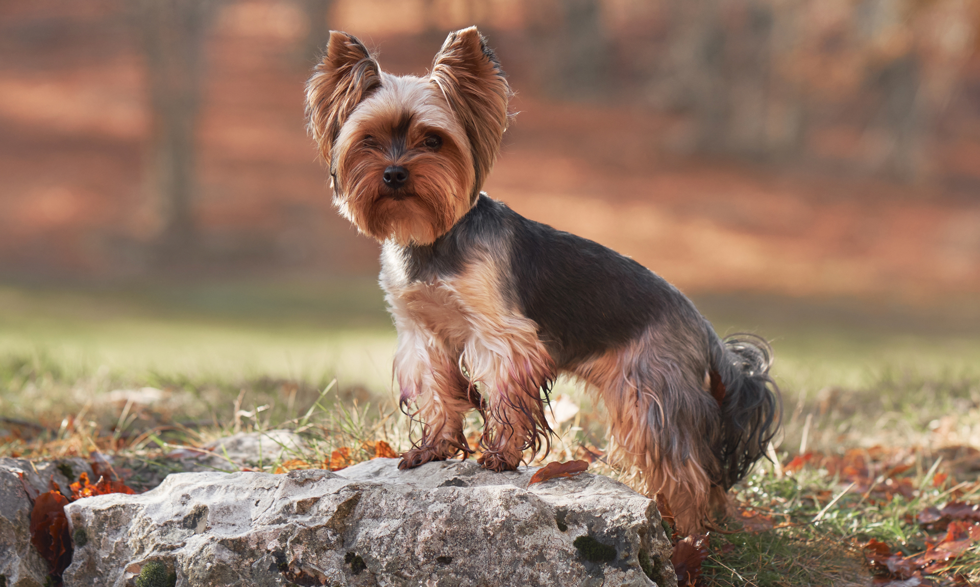 Foto van Yorkshireterriër