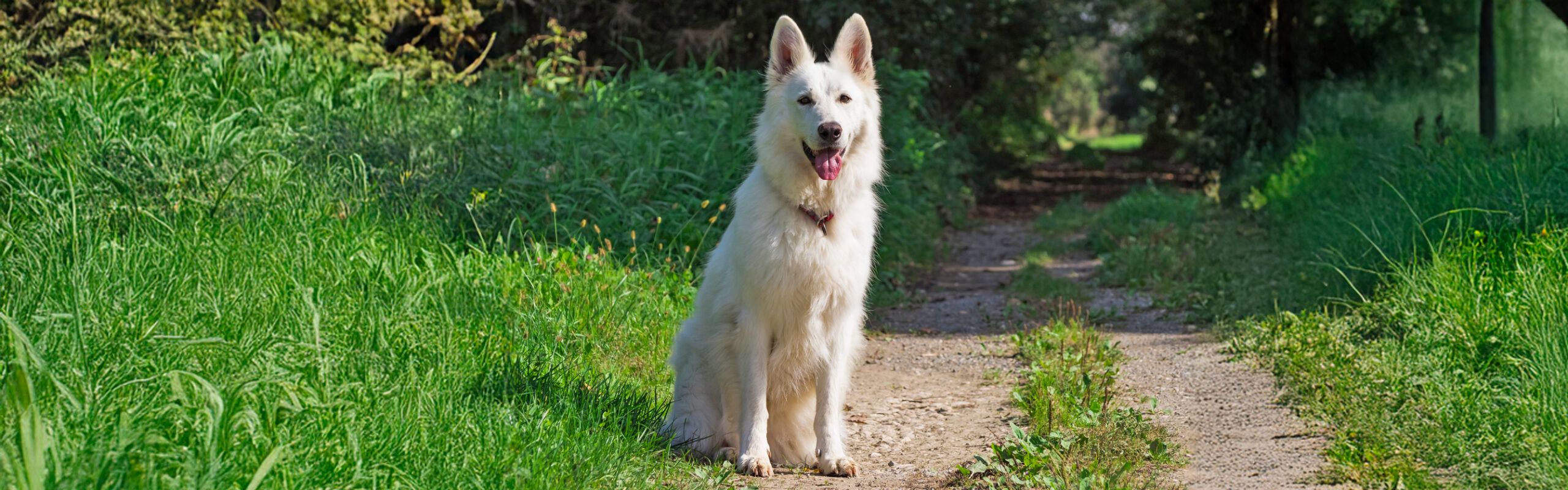 Zwitserse herder RashondenWijzer