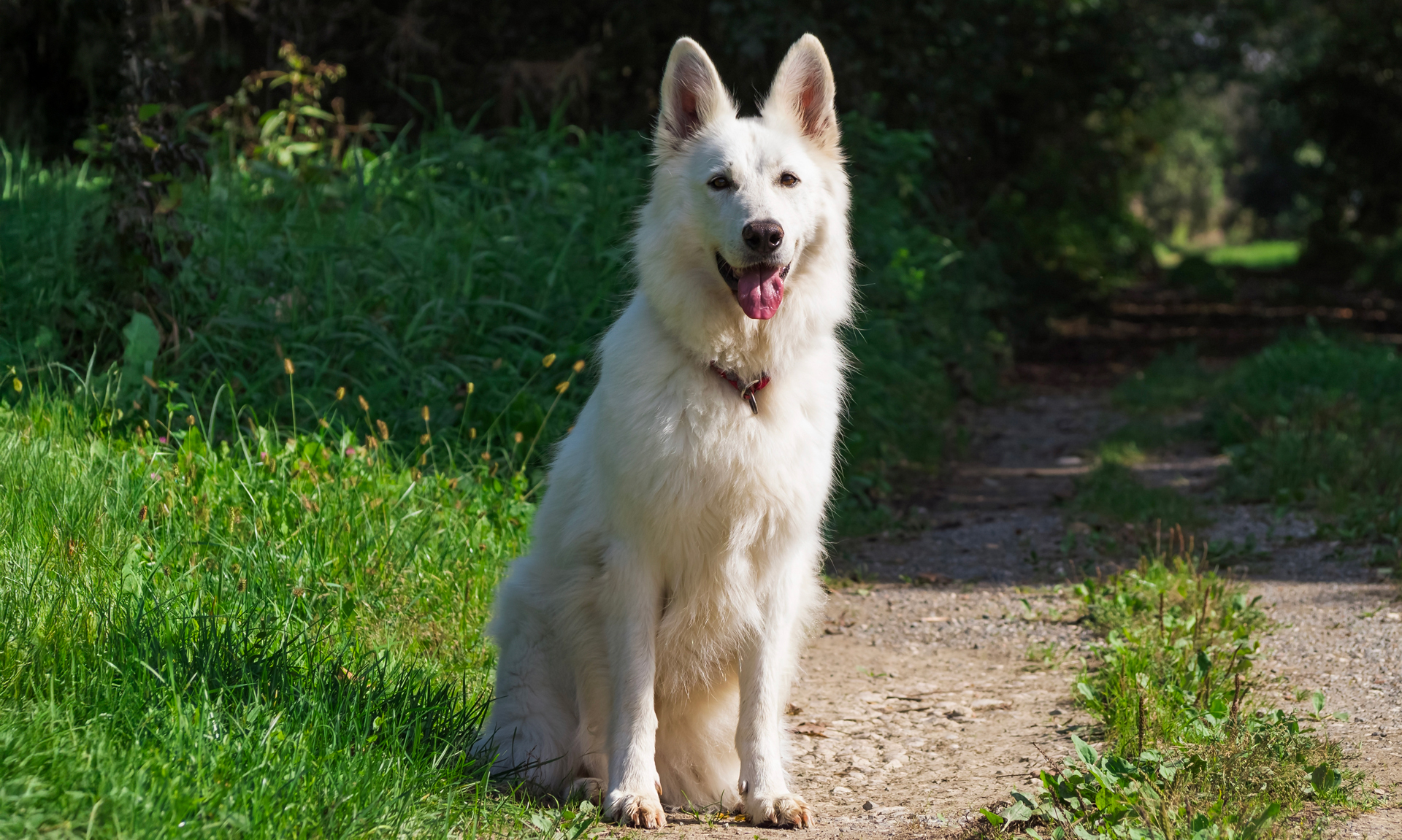 Foto van Zwitserse herder