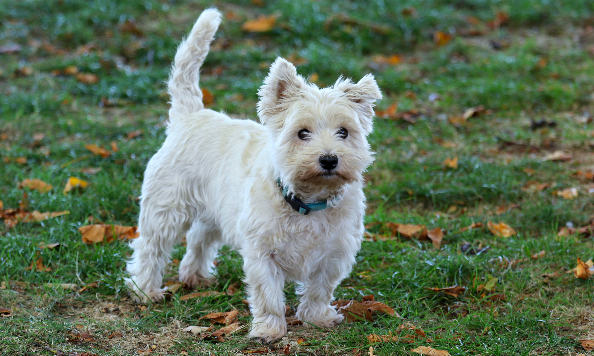 Foto van West highland white terriër