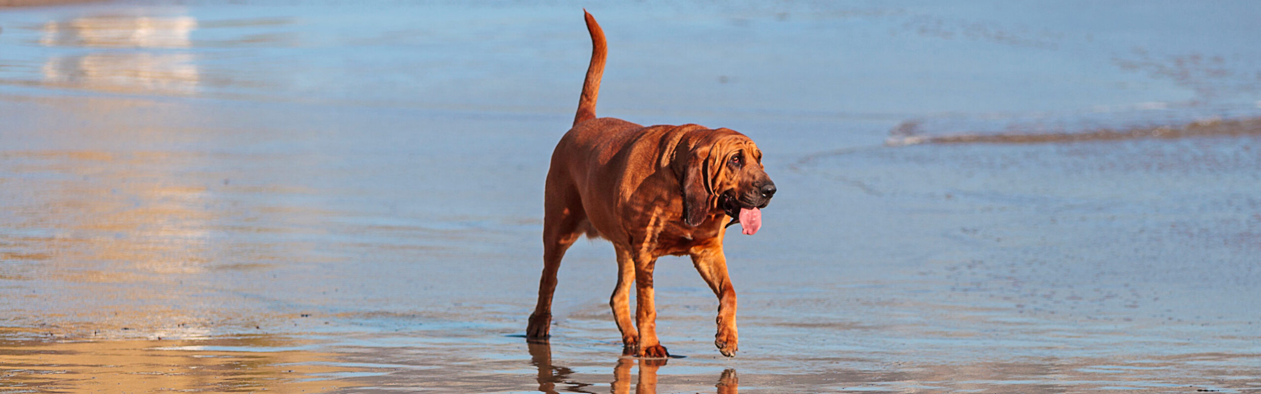 Bloedhond RashondenWijzer