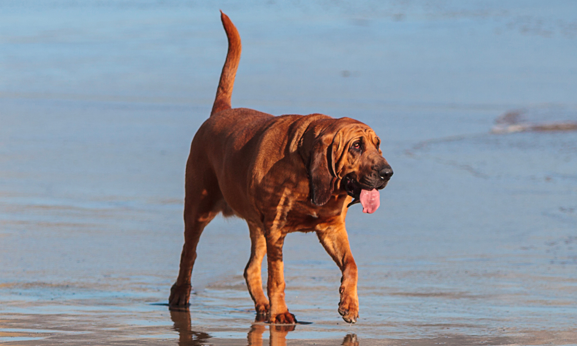 Bloedhond RashondenWijzer