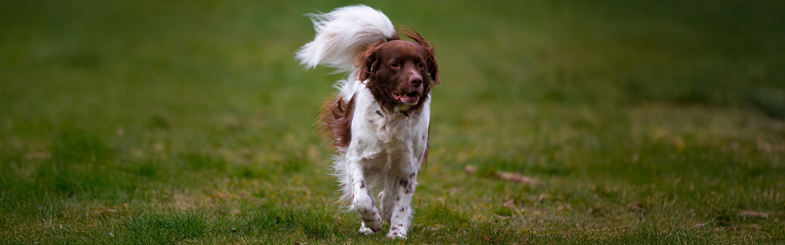 Drentsche patrijshond RashondenWijzer