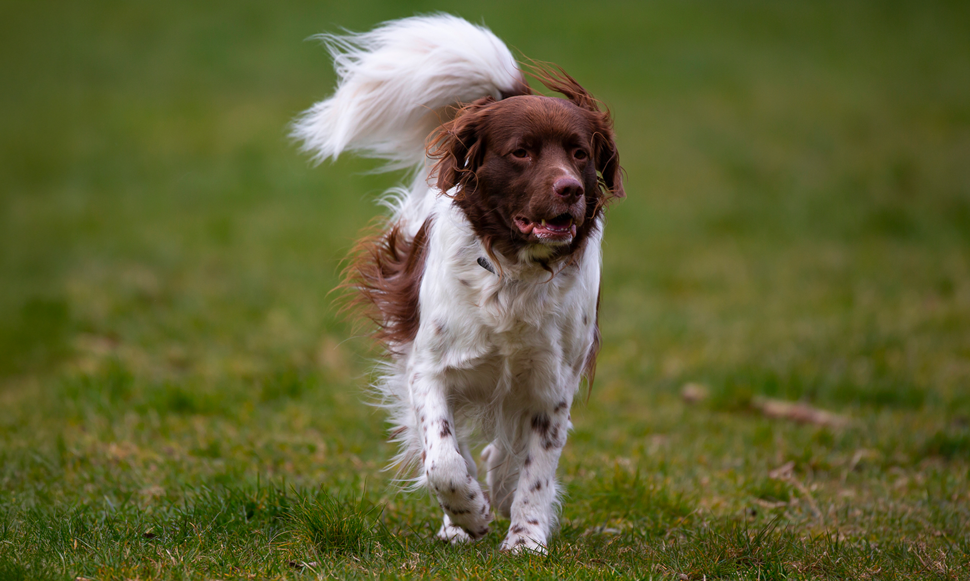 Foto van Drentsche patrijshond
