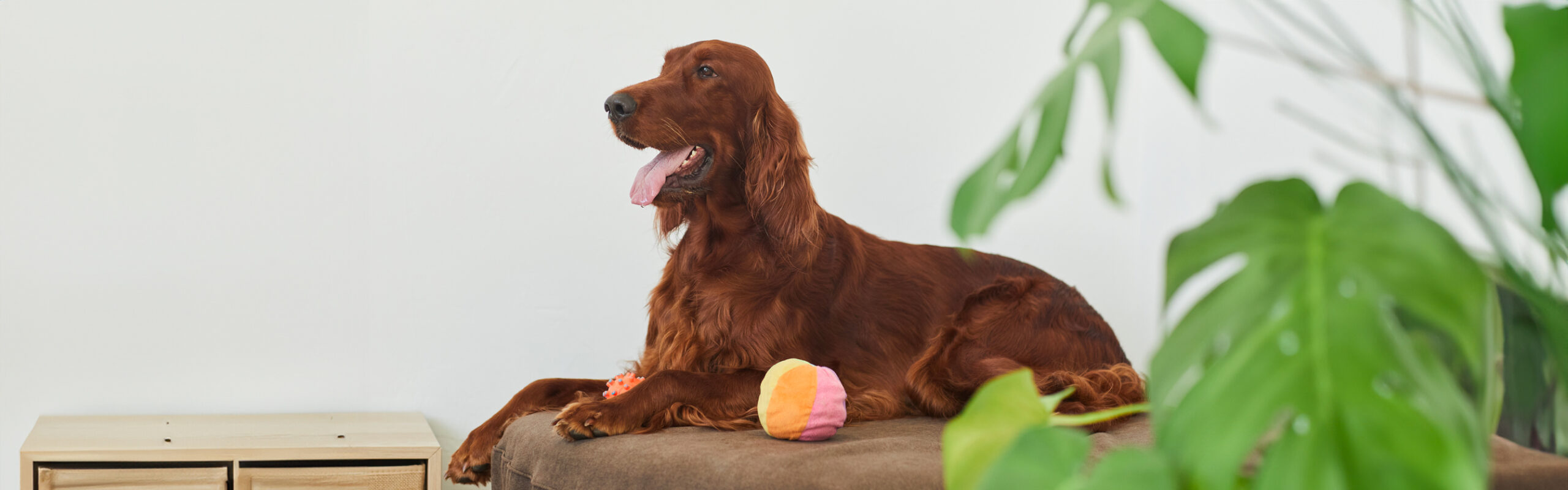 Ierse setter RashondenWijzer