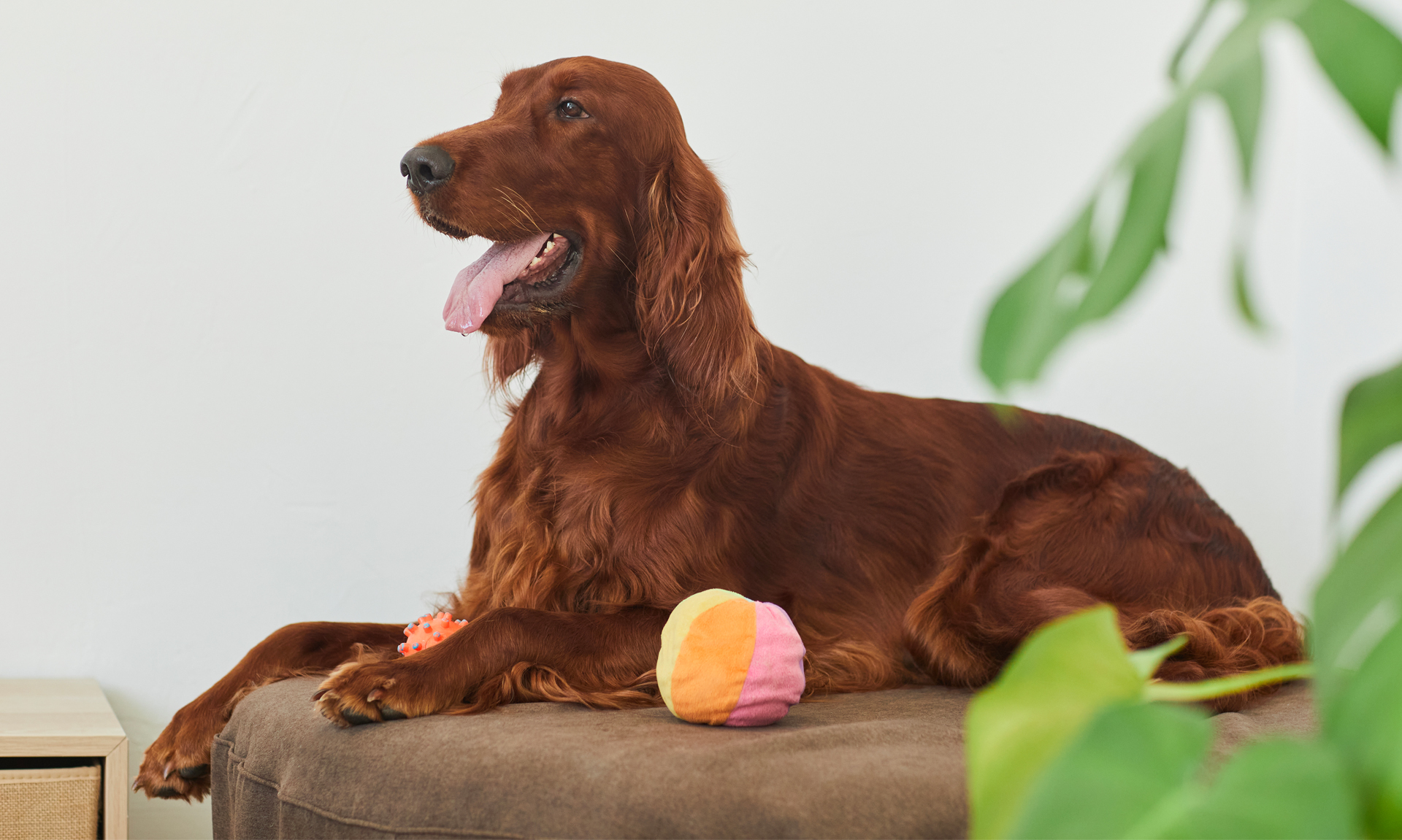 Foto van Ierse setter